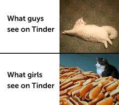 Large And In Charge Cat Memes Relationship Memes Funny Relationship Memes Memes