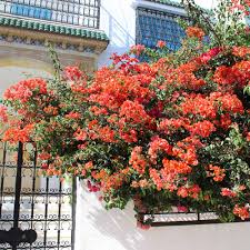 Image result for Bougainvillea