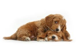 Discover cockapoo dog breed history, facts, personality traits and more. 1 Cockapoo Puppies For Sale In Chicago Il Uptown