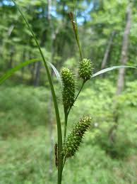 Image result for Carex lycurus