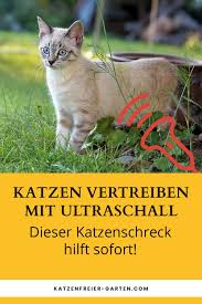 Pin Auf Katzenschreck
