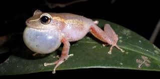 Hurricane Maria Silenced The Coqui Frog Even Further Ciencia Puerto Rico