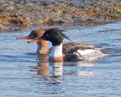 We did not find results for: Red Breasted Mergansers Neihtn