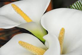Image result for Zantedeschia aethiopica