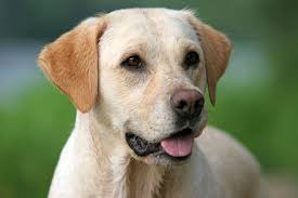 Philippe lebeaux / getty images there are at least a dozen white dog breeds. 12 Friendly Facts About Labrador Retrievers Mental Floss