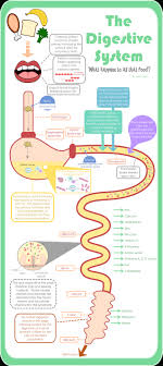 Diagram Of Human Body Without Labels Awesome Stomach Diagram