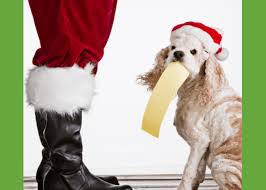 If you have a pet that naturally wants to bark, then finding a way to monitor the behavior is the best step to take. 15 Fun Pet Christmas Names Pet Treater Let S Blog About Dogs And Cats