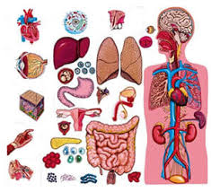Click ellipsis to see the translation. A List Of Phrases About Parts Of The Human Body