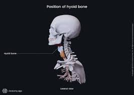 Image result for Hyoid Bone