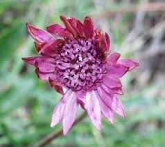 Image result for Gerbera viridifolia