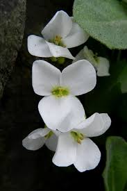 Image result for Arabis alpina