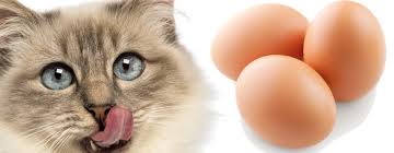 Vorresti preparare con le tue mani del cibo per gatti fatto in casa? Come Preparare Il Miglior Cibo Per Gatti Fatto In Casa Con Tante Ricette