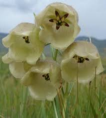 Image result for Pachycarpus firmus