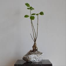 Image result for Hymenodictyon parvifolium