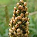 Image result for Hyparrhenia dichroa