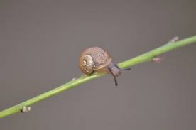 Image result for Oxyrhachis gracillima