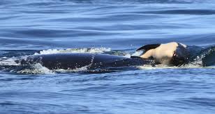 You will also give a new life to a pet that could've been. I Have Not Slept In Days Readers React To Tahlequah The Mother Orca Clinging To Her Dead Calf The Seattle Times