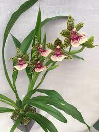 Pin On Orquideas
