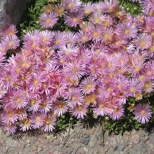 This selection forms a low carpet or mat of succulent, evergreen leaves, bearing loads of small. John Proffit Ice Plant Finegardening