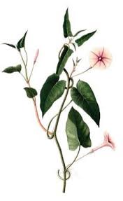 Image result for Ipomoea aquatica