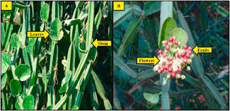 Image result for Cissus quadrangularis