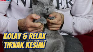 kedi tirnak kesimi en kolay yontem kedi tirnagi nasil kesilir youtube