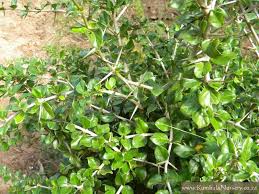 Image result for Catunaregam