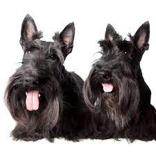 Maybe you would like to learn more about one of these? Calanclan Scottish Terriers Home Facebook