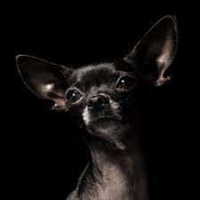 Can Dogs See In The Dark Cute Chihuahua Chihuahua Puppies Chihuahua Love