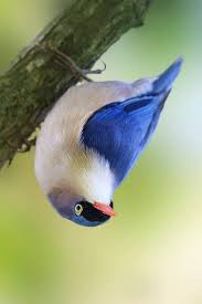 Creepy Bird With Big Mouth Beautiful Birds By Duncraft On Birds From Away Most Beautiful Birds Pretty Birds