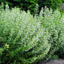 Bergminze Steinquendel Calamintha Nepeta Blau In 2020 Bergminze Steinquendel Gartenboden