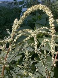 Image result for Amaranthus spinosus
