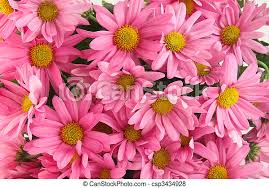Leave a reply cancel reply. Pink Daisy Background Background Of Pink Daisy Flowers A Sign Of Spring Canstock