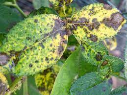 In the very worst case, all the leaves are lost. Rose Tree And Disease The Most Effective Treatments