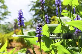 Image result for Pontederiaceae