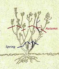 Since rose bushes bloom in the summer, the more intensive pruning will usually occur in the spring. Pruning Rose Bushes How To Prune Roses Spring Autumn Pruning Roses Lawn Garden Pruning Roses Spring