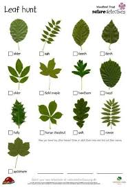 Tree Identification By Leaf Chart Photo Gallery