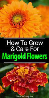 I've just received them yesterday and can't believe how nice they really are, and how perfect they will be for my wedding. Marigold Flowers Tagetes An Easy To Grow Annual Plant Provide Natural Pest Control And Radiant S Marigold Flower Growing Marigolds Beautiful Flowers Garden