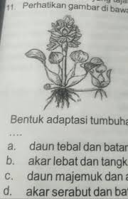 Maybe you would like to learn more about one of these? Erhatikan Gambar Di Bawah Inil11 Perhatikanbentuk Adaptasi Tumbuhan Tersebut Adalaha Daun Tebal Brainly Co Id