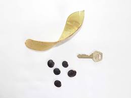 Image result for Millettia drastica