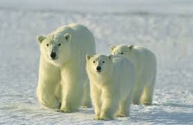 Polar Bear Facts Rolling On The Tundra A Polar Bear Adventure Polar Bear Facts Polar Bears Live Live Bears Polar Bear