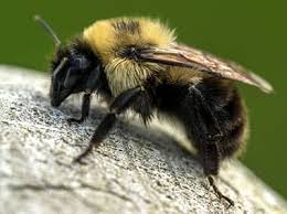 In this video you will see bee in minecraft and real life.which moment did you like best?. Bee Real Life Vsdebating Wiki Fandom
