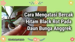 Bintik putih ini berbeda dengan 'jerawat' yang. Cara Mengatasi Bercak Hitam Pada Anggrek Youtube