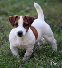 Short Leg Jack Russell Terrier Puppies For Sale Shortiejacks Ejrtca Hunt Teriers Ahtca Regist Jack Russell Terrier Puppies Jack Russell Puppies Jack Russell