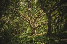 Image result for forest
