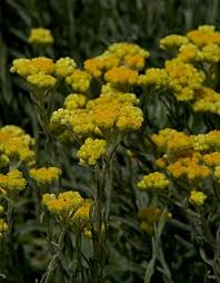 Image result for Helichrysum pawekiae