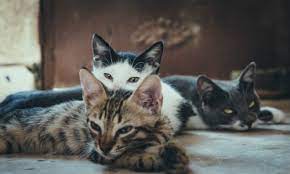 That depends on the cats. How Long Does It Take For Cats To Get Along Cat Checkup