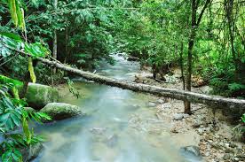 January 23, 2020january 23, 2020 by editorial department. Sungai Tua River Ulu Yam Malaysia Stock Photo Adobe Stock