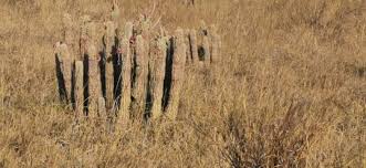 Image result for Hoodia currorii