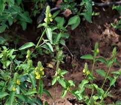 Image result for Justicia flava